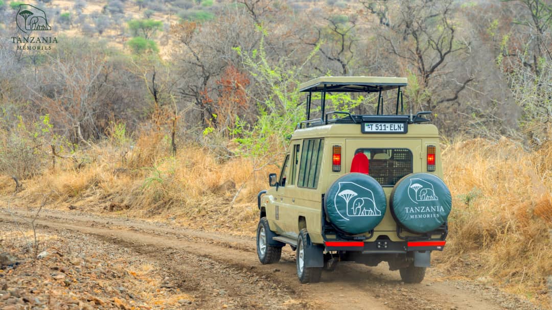 Tanzania Safari Circuits: Explore Nature's Best in Four Unique Regions
